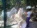 zoo 09 2013 (27)